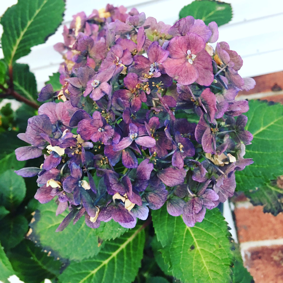 ElizabethBarber's tweet photo. The newest edition to my back porch! Endless Summer.
#happinessisaflowerinbloom #flowers
#project365 #floweredition https://t.co/UnlYZZyk8X