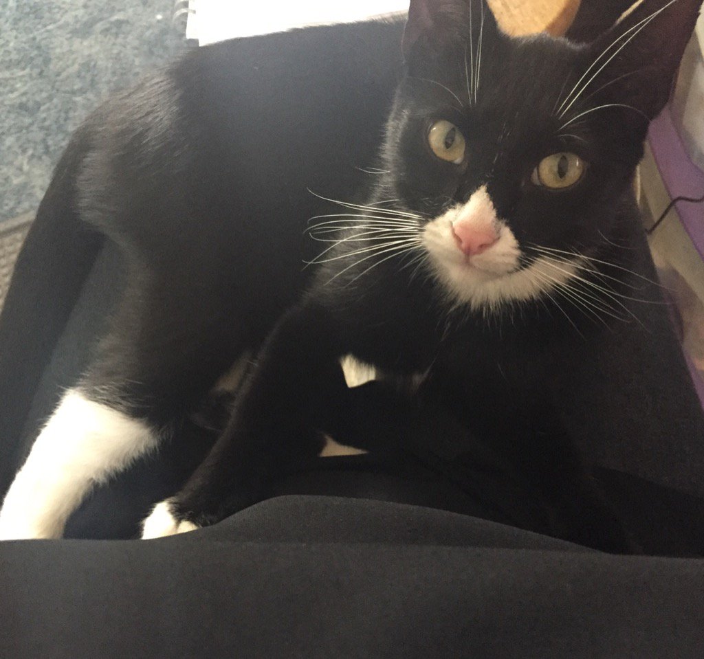 RunsWithPencil's tweet photo. I has a very happy lapcat this morning, unusual to get Logan snuggles #darentmove #cats #tuxiesrule https://t.co/cN896Lt80a