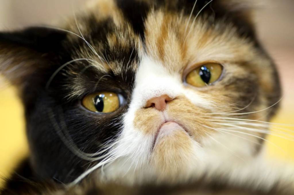RochdaleHerald's tweet photo. Dead mice brought in by cats to be declared part of household income in benefits applications
https://t.co/Y7g1Bmw4hp https://t.co/qPfgg2YbkX