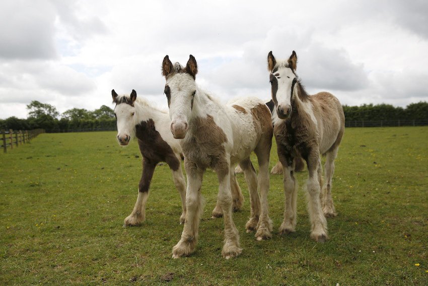 The_Blue_Cross's tweet photo. Our cob foals look like they're about to drop their new album 😂🐴 https://t.co/FhcdPVr6Wx