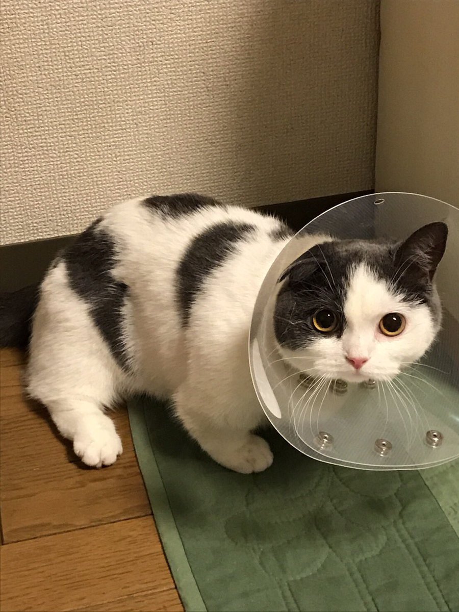 degu0303's tweet photo. 子供が産めない身体にされました( ´･ω･`) 長生きするんやで…… https://t.co/m1IbQWQYPT