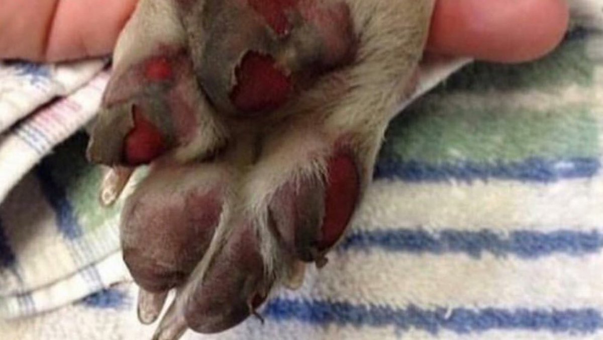 AlaattinCAGIL's tweet photo. Hayvanların gölgede dinlenmesinden dahi rahatsız olan insanlar, sıcaktan patileri bu hale gelen köpeğin şu haline iyi bakın; https://t.co/lxNrIMUhoS