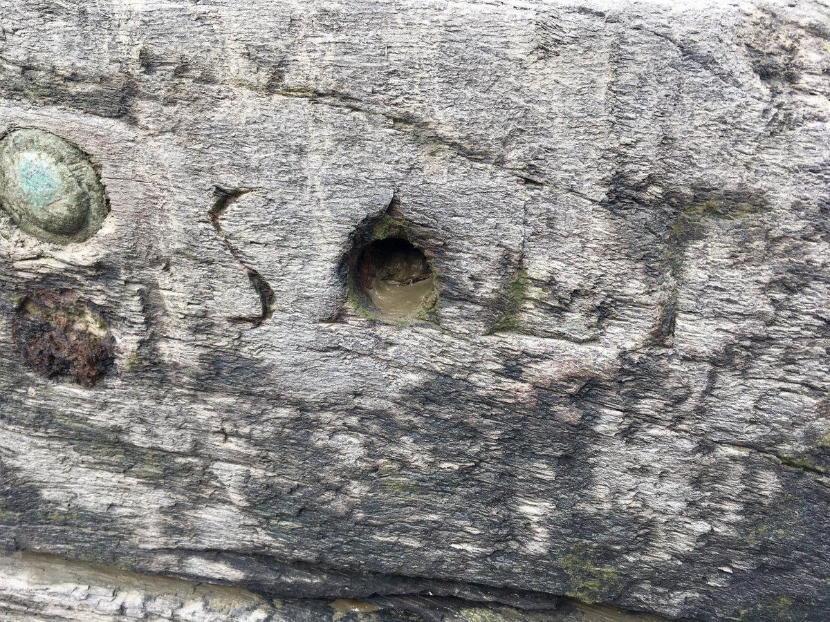 ThamesDiscovery's tweet image. Can you see the word 'SALT' on this ship's timber? The wood was seasoned in salt water #dayofarch