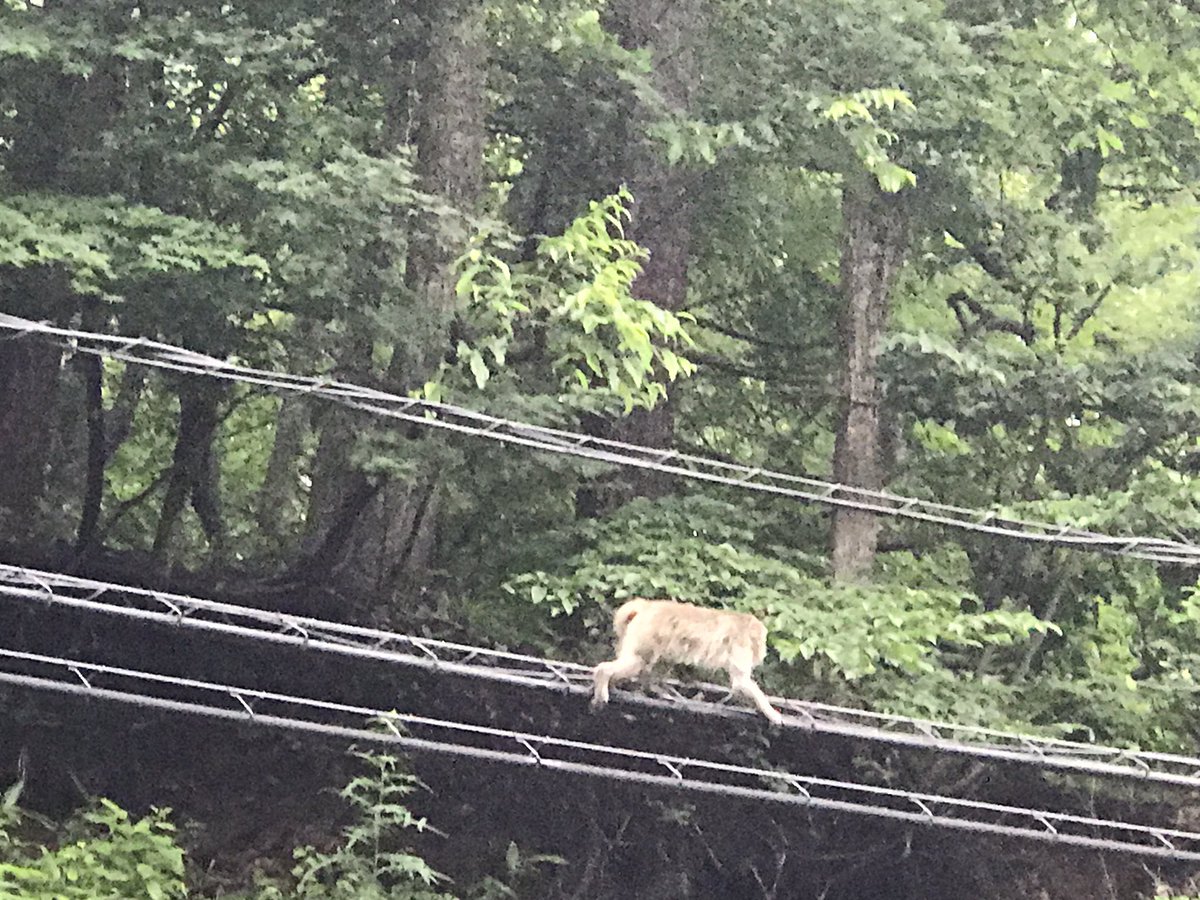 DiscoverjapanTours (@raoufjp) on Twitter photo 