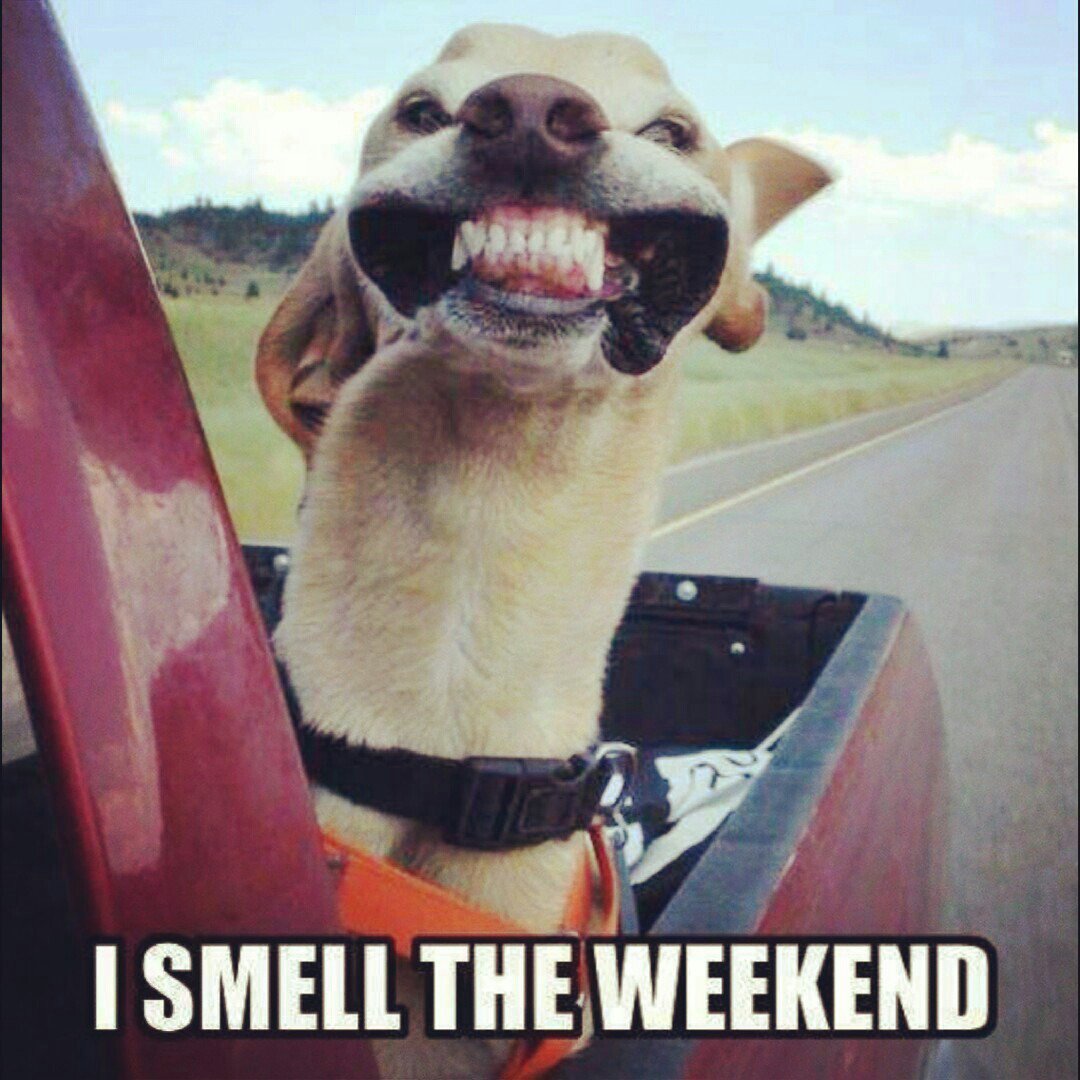 theglobaldog's tweet photo. So do we! Happy #friyay everybody! #wooffortheweekend #Iheartdogs #doglovers#dogsoftwitter #DogObsessed #GlobalDog #FridayFeeling #DogLife https://t.co/LZdww0iEXf