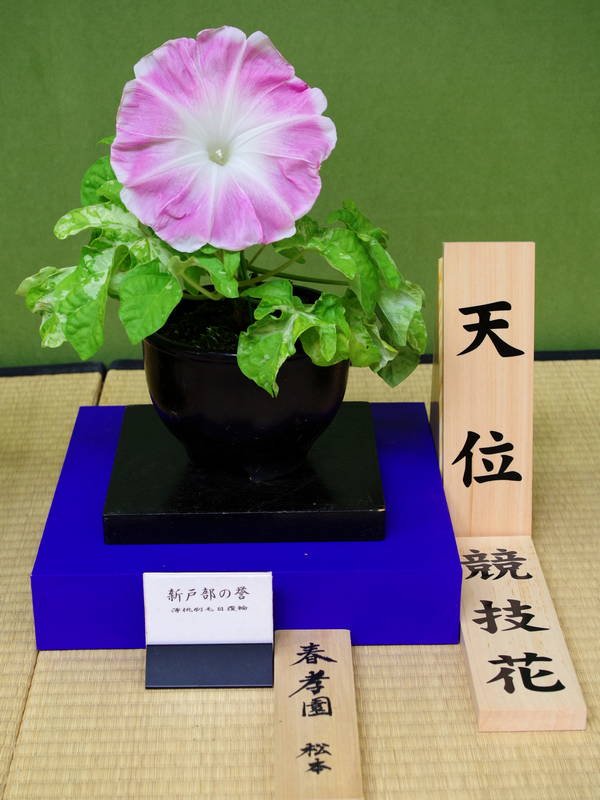 Yukio Su Twitter 名古屋朝顔 名古屋朝顔まつり 正式には 名古屋式盆養切込みづくり大輪朝顔 といいます 一般的朝顔は蔓がのび 次々に多くの花が咲きますが 名古屋朝顔は蔓が伸びないよう切込みにより一輪のみ大きな花を咲かせます 直径15cm cmほどの大輪