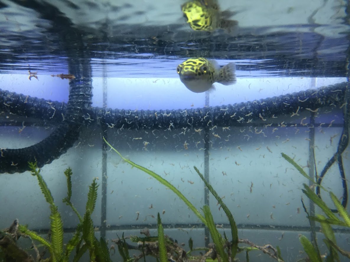 The small cleaning crew for the #coral tank is finally arrived, and hopefully makes it easier ;)