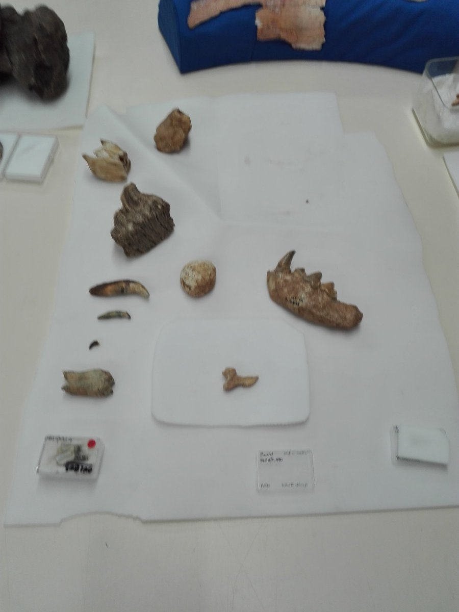 mgknight24's tweet image. Down in the stores today for a behind the scenes! Lots of #palaeolithic animal remains incl. hyena coprolites (centre) #dayofarch