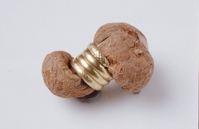 ArkmuseumUiS's tweet photo. This gilded silver ring, from the Iron Age, was found like this with a #potato inside it. #Norway #Norge #FunFactFriday #potet https://t.co/uwHzq0zPKB