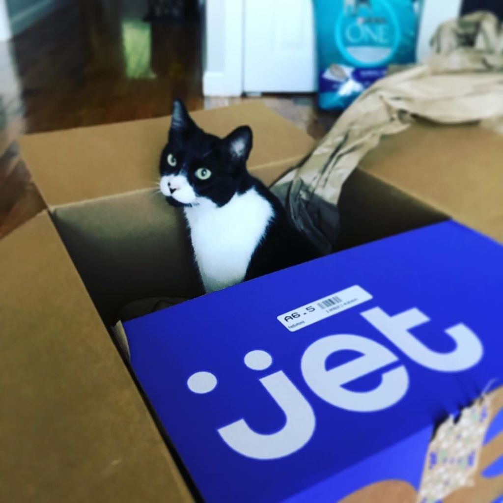 paulsavage's tweet photo. https://t.co/7KW90USs5U is now delivering cats. #t #jetdotcom https://t.co/W74YAJMZWT https://t.co/HczN41JRjm