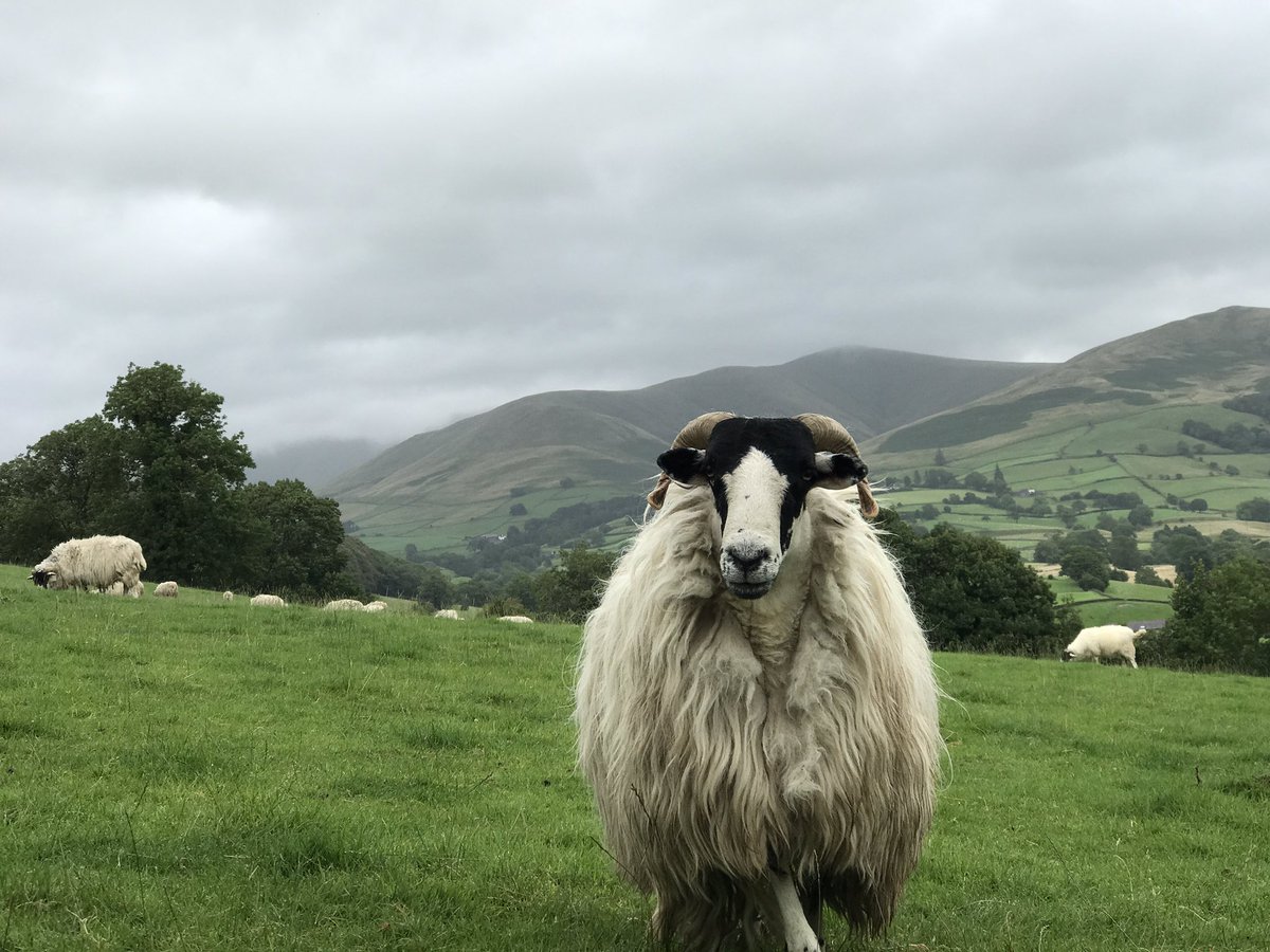 My pride and joy. <a href="/NFUCountryside/">Countryside</a> <a href="/nfum/">NFU Mutual</a> <a href="/NFUtweets/">National Farmers' Union</a> <a href="/CumbriaWeather/">ᴄᴜᴍʙʀɪᴀ ᴡᴇᴀᴛʜᴇʀ</a>