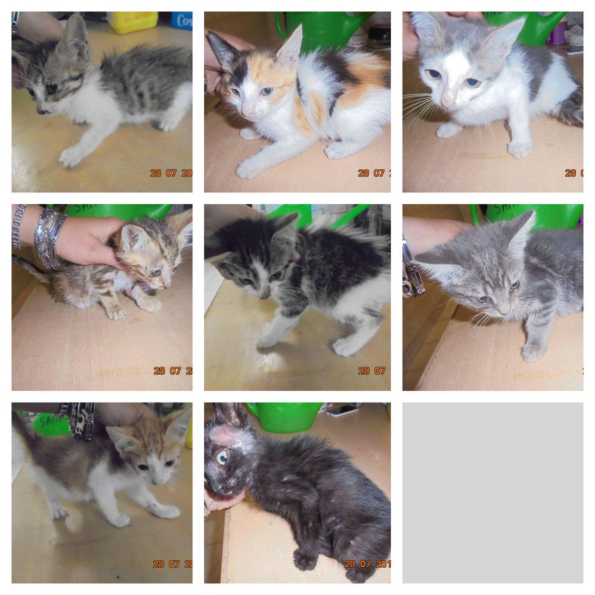 asso_pepito's tweet photo. GROSSE URGENCE EUTHA FOURRIÈRE
DERNIER DÉLAI DEMAIN 
8 bébés dont 1 blessé
Cherche FA sans animaux Paris https://t.co/v34GHgIGVb