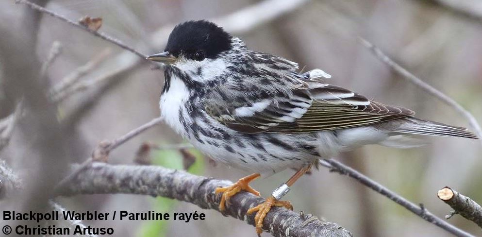WCS_Canada's tweet photo. After flying thousands of kms, #BlackpollWarblers need safe places to land like #Canada's #Boreal forest https://t.co/qde620QaAo #wildlife https://t.co/LvByrhgps5