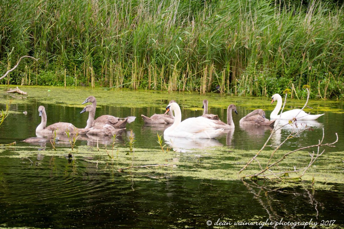 dw_photos1972's tweet photo. A morning at @CoombePark @Birds_UK @bestofwildlife @TRBirdwatching https://t.co/juJs2XjwA4