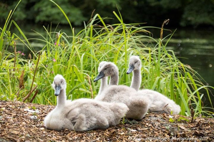 dw_photos1972's tweet photo. A morning at @CoombePark @Birds_UK @bestofwildlife @TRBirdwatching https://t.co/juJs2XjwA4