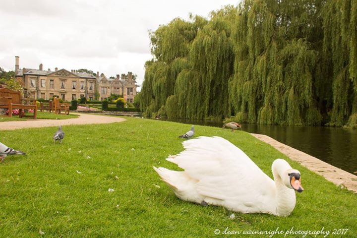 dw_photos1972's tweet photo. A morning at @CoombePark @Birds_UK @bestofwildlife @TRBirdwatching https://t.co/juJs2XjwA4