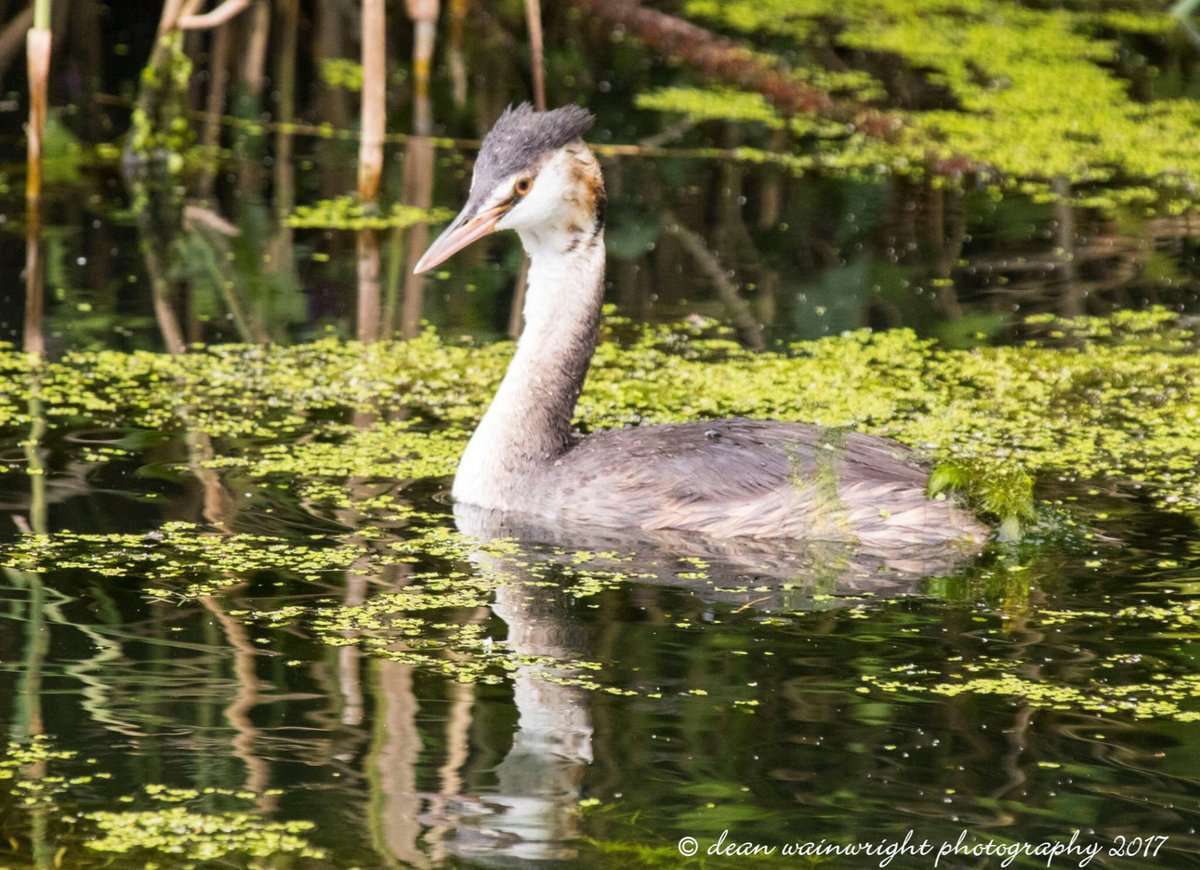 dw_photos1972's tweet photo. A morning at @CoombePark @Birds_UK @bestofwildlife @TRBirdwatching https://t.co/juJs2XjwA4