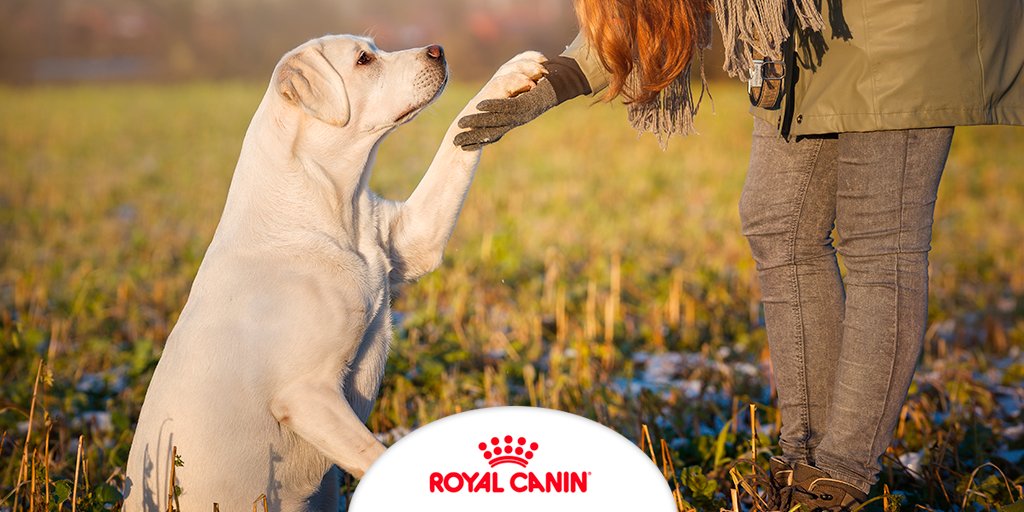 RoyalCanin_Es's tweet photo. Tu perro será más feliz y tu disfrutarás mucho más de él, si tiene una educación adecuada. https://t.co/UCWKrRMPPw https://t.co/rdovAyoKCB