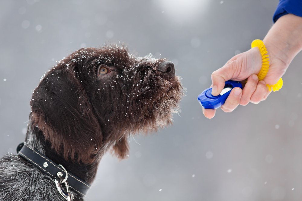 K9_consulting's tweet photo. Clicker training is a simple and effective dog training method and a great way for positive reinforcement.

#dogtraining #dogtips #dog https://t.co/a37rkpLEAF