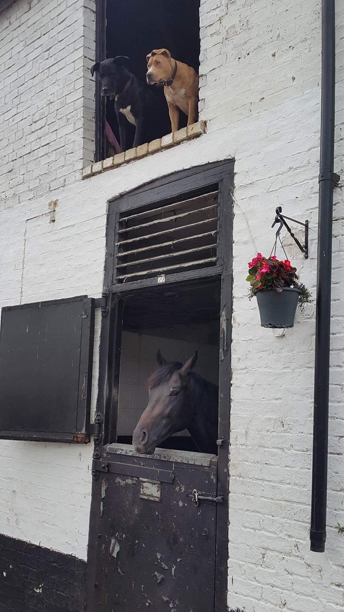 Bandit and Flash keeping an eye on the other new Swiss Spirit colt and the yard this morning