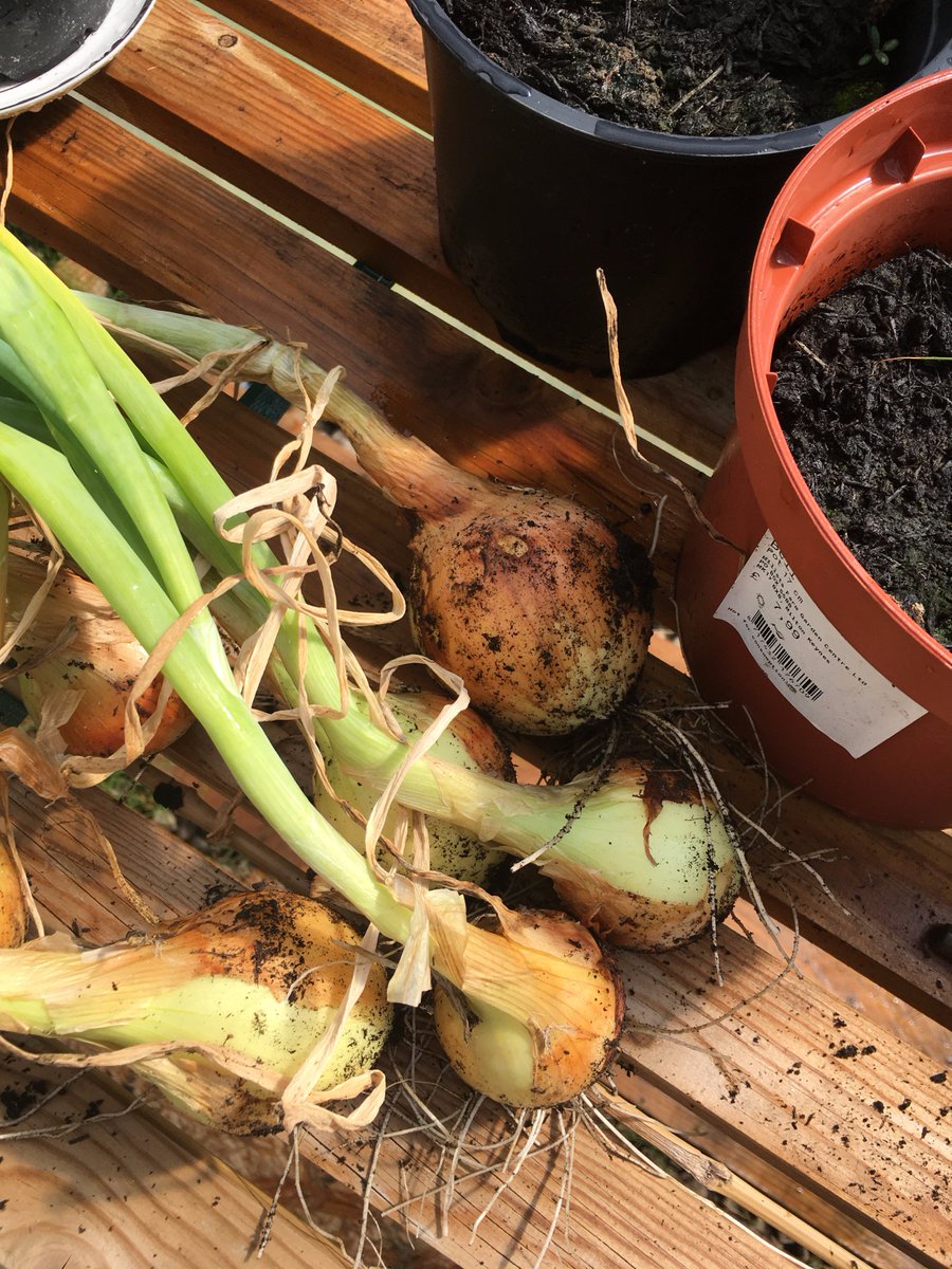 BankHall_care's tweet photo. Cyril helping to pull our home grown onions out
#greenhouse https://t.co/7W26b8RLBS