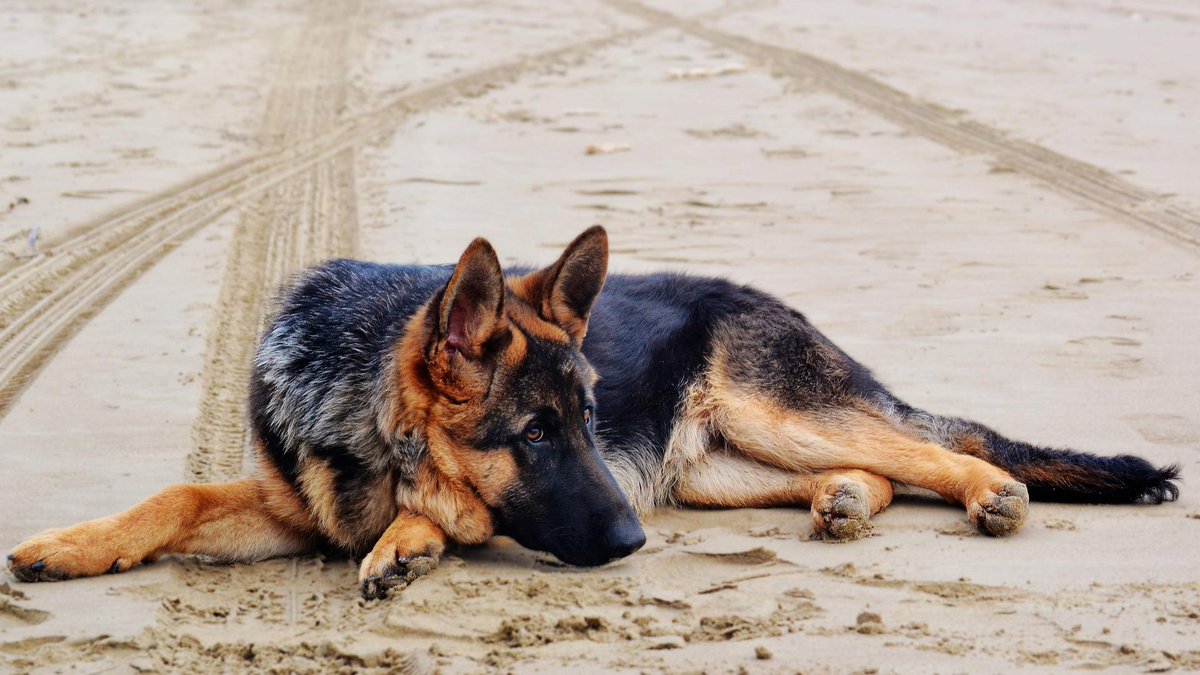 Study highlights potential health consequences of selectively breeding German Shepherd #Dogs: bit.ly/2tPpdVM