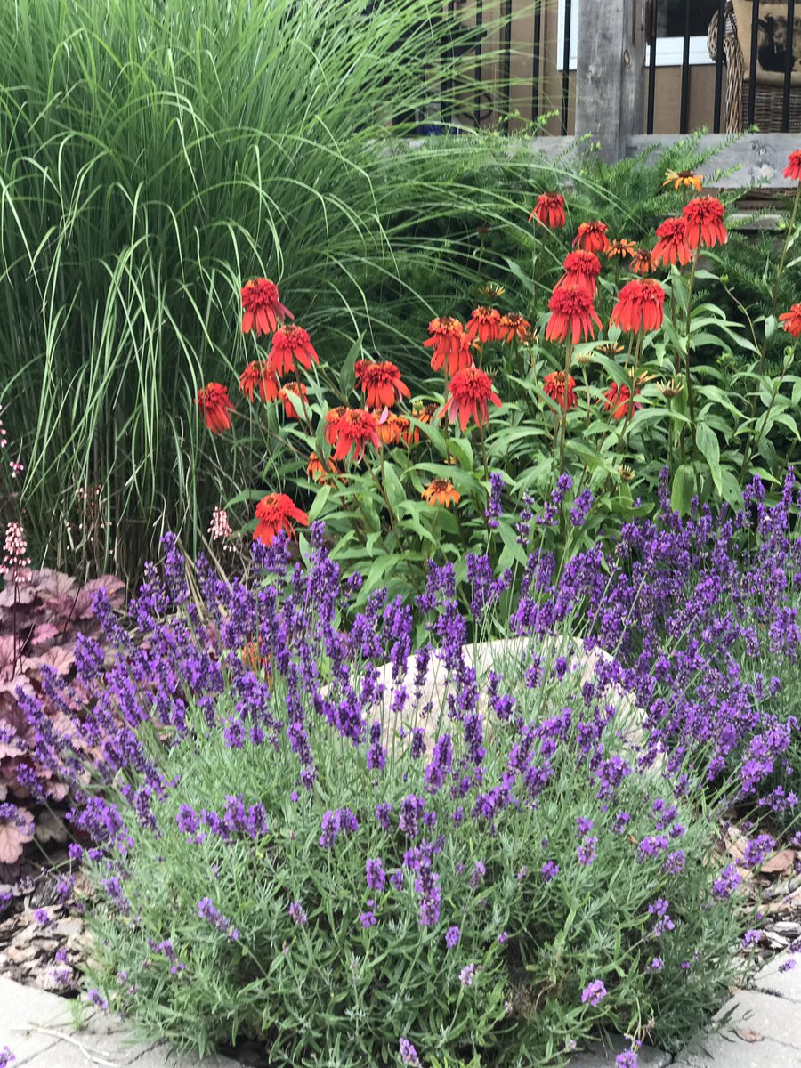 Echinacea and Lavender
#favouritecombos in the July #garden :-)