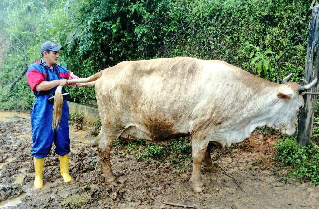 Agricultura_CZ7's tweet photo. Asistencia técnica y chequeo ginecológicos a vacas inseminadas para detectar preñez, en la parroquia Buenavista #Chaguarpamba #SomosMAG https://t.co/L7BOswPiSc