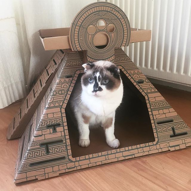 poopy_cat's tweet photo. #poopycat https://t.co/3yk0MDzRkj