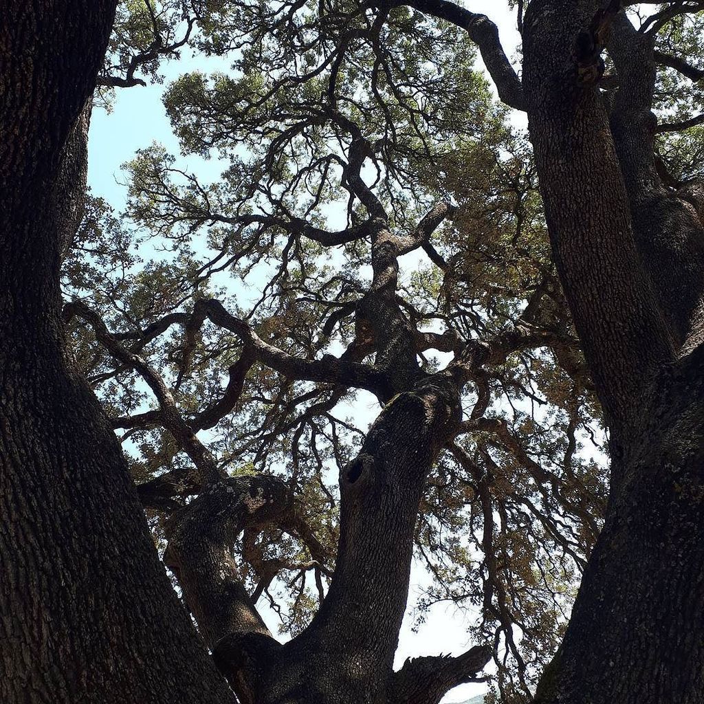 fouduroi35's tweet photo. Le vieux chêne vert. #arbre #chenevert #tree https://t.co/DAq3vnm26r https://t.co/D8NQZ7biIe