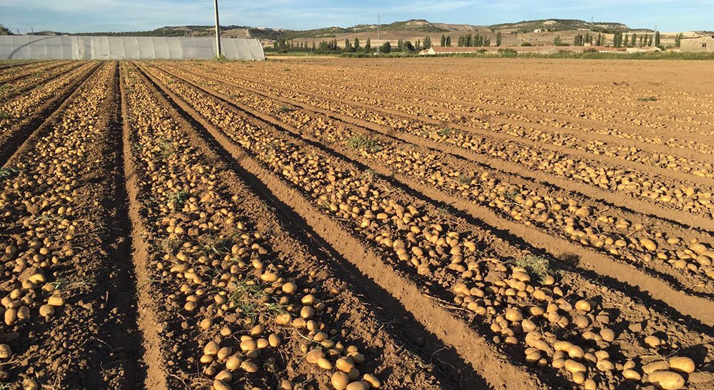Revistacampo_'s tweet photo. Se generaliza el arranque de una #patata 🥔 de buena calidad en #CastillayLeón https://t.co/vbNAZ4PAxw Fotografías del cultivo en #Valladolid https://t.co/xLlL5AsVx8
