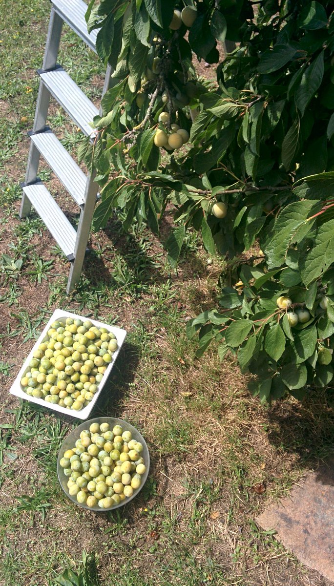 pierreboucard's tweet image. Cueillette de prunes #inprogress Confiture #onthetarget