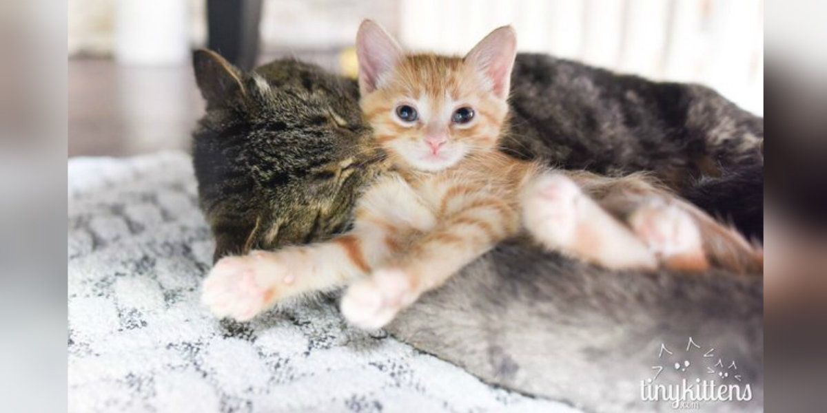 dodo's tweet photo. Here's how to introduce your new kitten to an older cat 🐱 https://t.co/O6nyAmZA2v https://t.co/DKEOiK1yRu
