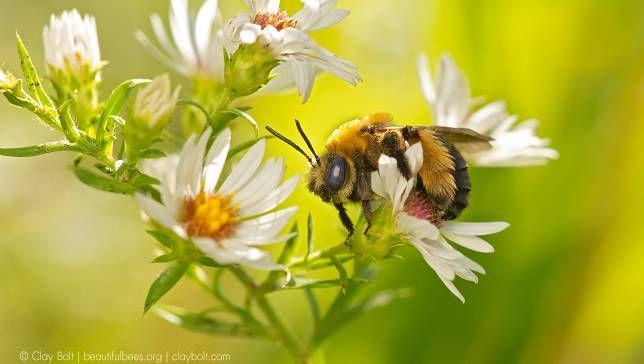 greenpeaceusa's tweet photo. Nine reasons why bees are amazing. https://t.co/2TqCgIwKP9 🐝🐝 https://t.co/mBvT5kfzZC