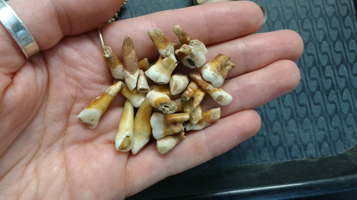 oatweet's tweet image. The teeth have to be examined in detail, identifying each tooth present and any pathology it exhibits #dayofarch