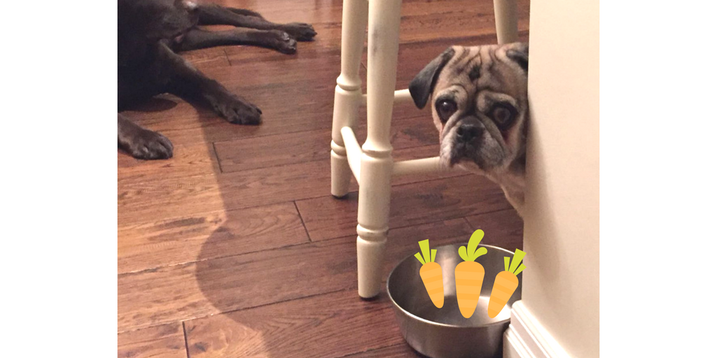 Pepe_le_Pug's tweet photo. nom nom nom my favourite summer food is carrots! #YLM17 #YMCALocalMOTION https://t.co/c01gBoJgb7