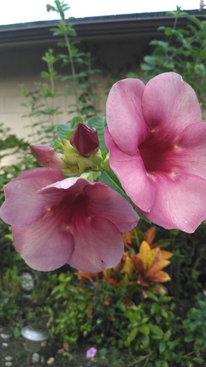 Drewhasagarden's tweet photo. #drewhasagarden #flowers #igrewthem #myproduce #orlando https://t.co/vGj4Z7dsaQ
