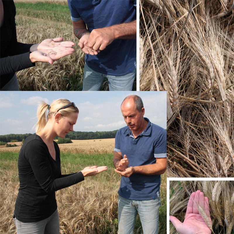#Durum #Hartweizen #Ernte #Landwirtschaft Eindrücke gibt es auf facebook.com/Teigwaren.Riesa Heimische Rohstoffe zur Nudelherstellung in Riesa
