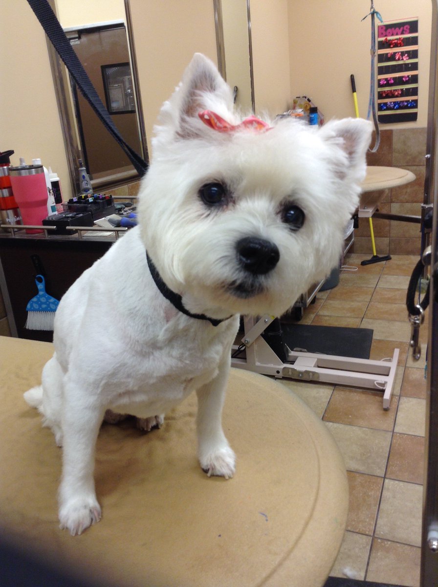 Mulligan getting her spa day #westielove