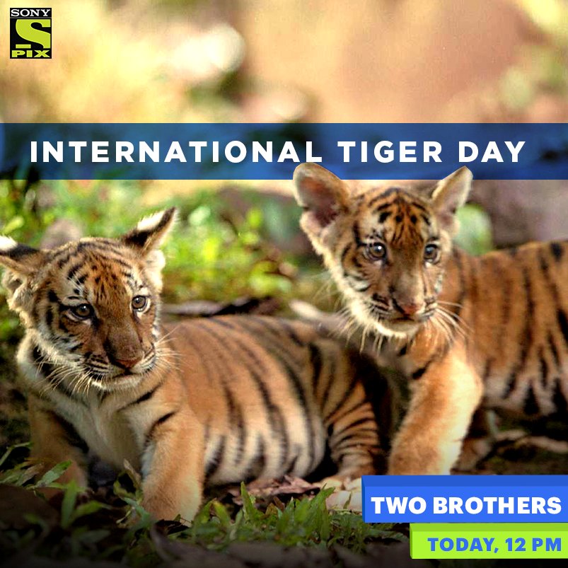 SonyPIX's tweet photo. On #InternationalTigerDay today, don’t miss the adorably fierce ‘Two Brothers’ at 12 pm, only on your #DestinationOfBlockbusters – Sony PIX! https://t.co/wDBTlLACQ6