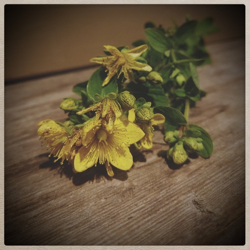 ekohoitolanorah's tweet image. KUISMA, ihmismielen synkkyyden karkoittamiseen.
#kuisma #mäkikuisma #särmäkuisma #villihyötykasvi #luonnonrohto