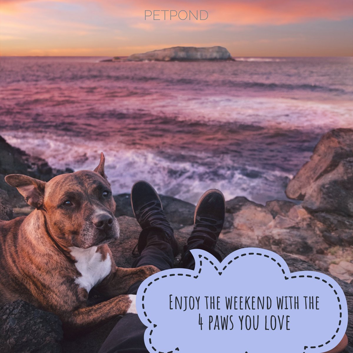 PetPond's tweet photo. Have a lovely weekend everyone,hope you're enjoying the summer #petsoftware #dogdaycare #doghotel #doggroomer #dogboarding #dogslife #sunset https://t.co/jFXCGXBroU