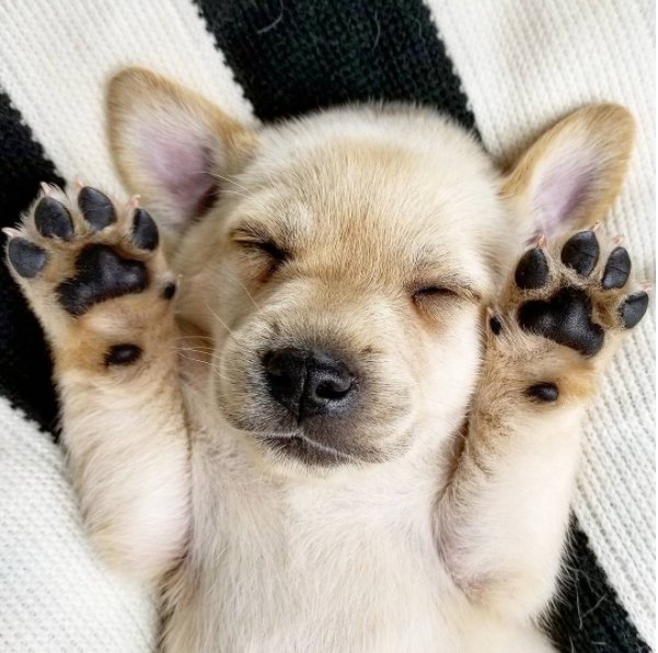 TheEllenShow's tweet image. Raise the Woof!