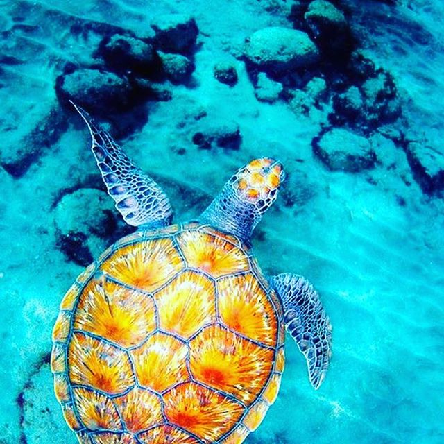 Palesa_May's tweet photo. #turtles #notNinjas :) https://t.co/qvClIVUNpJ