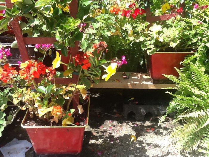4flowerFirst's tweet photo. Potted flowers with trellis, drop in today and beautify your outdoor living space. #floralshop #collingwood https://t.co/CkIB4Bypo8