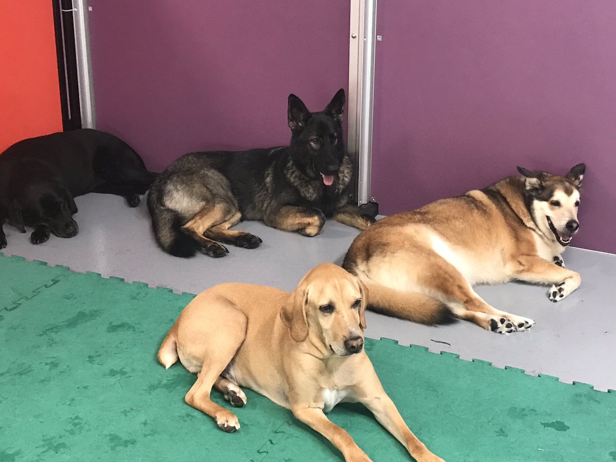 PinnaclePets's tweet image. A tired pup is a happy pup! Daycare fun has worn these cuties out today!