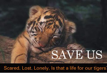 JaynePGB's tweet photo. National Tiger Day. Join the Tweetstorm tomorrow, July,29th.
#OpTigerStorm #Op4paws https://t.co/xyvfq1mnSQ