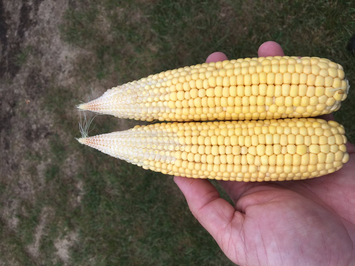 kannbwx's tweet photo. Farmer A reports some disappointing #corn near Champaign, IL. He will share more of his thoughts in Monday's #TRCropWatch update. https://t.co/1R7PmFiimM