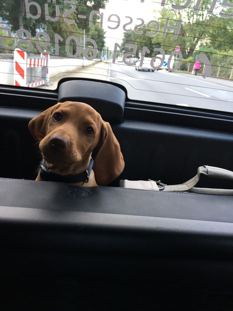 Ausflug, aber schon wie ein großer Hund im "Kofferraum" #smart