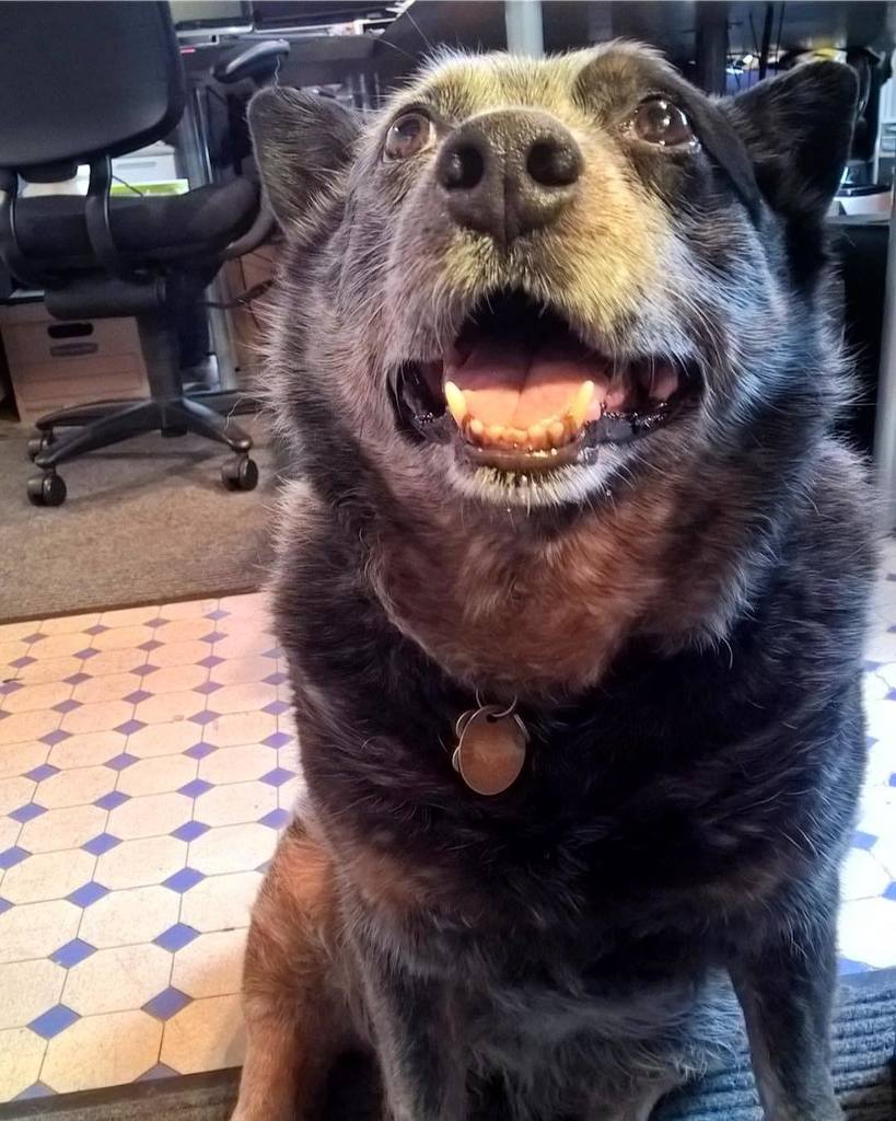 atelierdrome's tweet photo. Happy Friday from Zephyr!! #ateliYAY #dogsofinstagram https://t.co/XzVSrAdbxB https://t.co/pr8tPouo8u